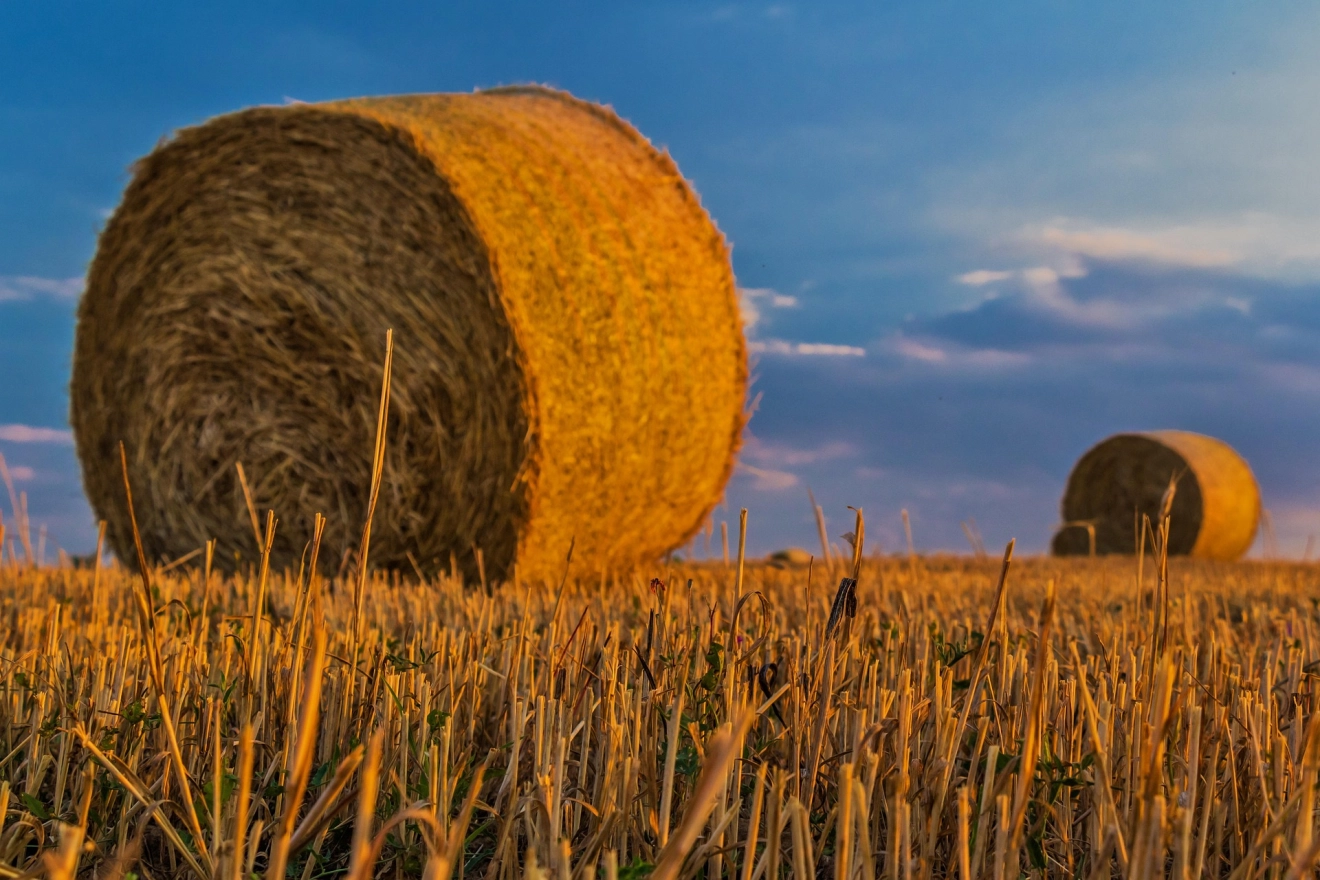 Żniwa 2025 – Czy rzeczywiście czeka nas okres stagnacji przed kluczowym momentem?