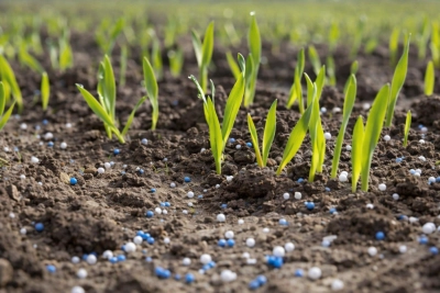 Pierwsza dawka azotu – jak ustalić ją na podstawie stanu plantacji, a nie kalendarza