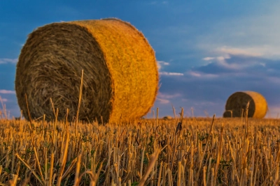 Żniwa 2025 – Czy rzeczywiście czeka nas okres stagnacji przed kluczowym momentem?