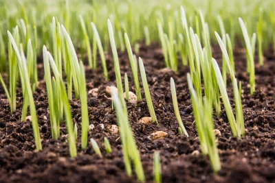 Dokarmianie dolistne na starcie wegetacji – które mikroelementy pomogą oziminom i jarym?