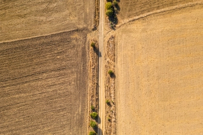 Upały i deszcz – jak pogoda wpływa na tegoroczne żniwa?