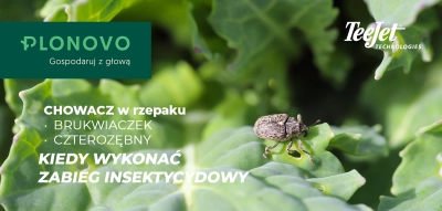 Chowacz w rzepaku ozimym. Dlaczego początek marca to kluczowy moment ochrony plantacji?