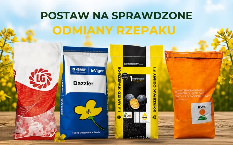Nasiona rzepaku