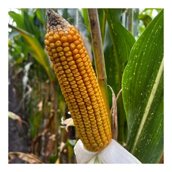 KUKURYDZA RGT POXXTAL