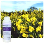 Środek grzybobójczy AMBROSSIO 500 SC 1L Fungicyd tebukonazol do rzepaku