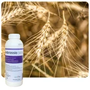 Środek grzybobójczy AMBROSSIO 500 SC 1L Fungicyd tebukonazol do rzepaku