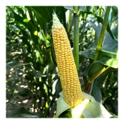 KUKURYDZA SOLARIUS