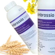 Środek grzybobójczy AMBROSSIO 500 SC 1L Fungicyd tebukonazol do rzepaku