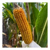 KUKURYDZA RGT POXXTAL