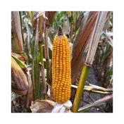 KUKURYDZA Oddaxx