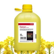 Caryx 240 SL 5L fungicyd środek grzybobójczy regulator wzrostu rzepak ozimy