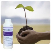 Środek grzybobójczy AMBROSSIO 500 SC 1L Fungicyd tebukonazol do rzepaku