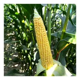 KUKURYDZA SOLARIUS