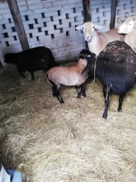 Sprzedam baranki / owce kameruńskie