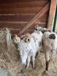 Osioł młody 1,5 roku