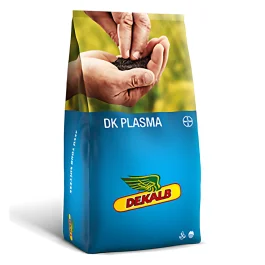 Rzepak ozimy DK PLASMA
