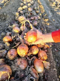 Sprzedam cebule Rihno