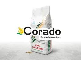 Pszenżyto ozime CORADO