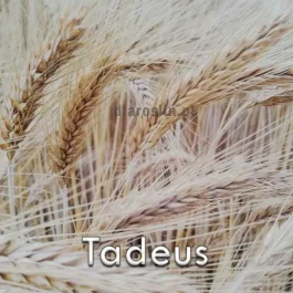 Pszenżyto ozime TADEUS