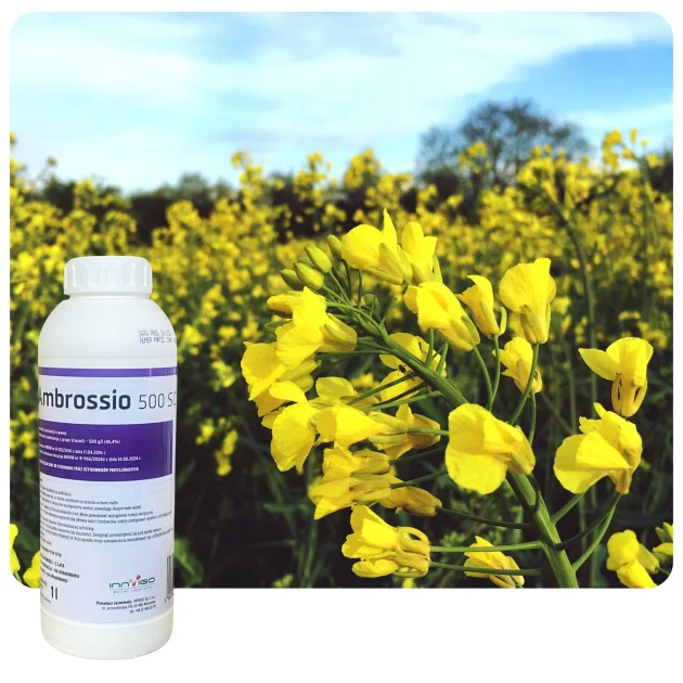 Środek grzybobójczy AMBROSSIO 500 SC 1L Fungicyd tebukonazol do rzepaku