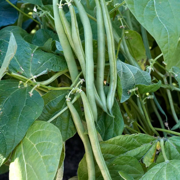 NOVOBAKT RHIZO Fasola 0,45kg