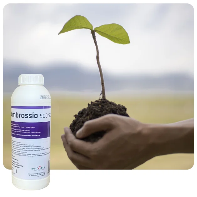Środek grzybobójczy AMBROSSIO 500 SC 1L Fungicyd tebukonazol do rzepaku