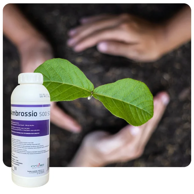 Środek grzybobójczy AMBROSSIO 500 SC 1L Fungicyd tebukonazol do rzepaku