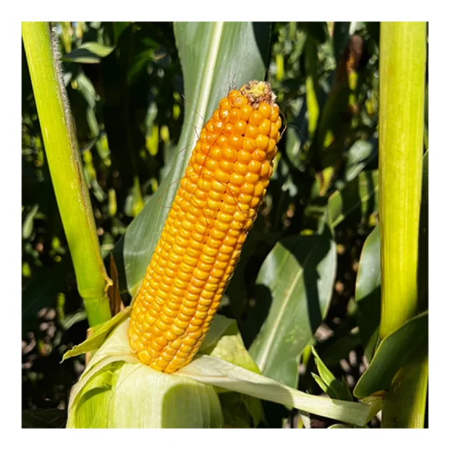 KUKURYDZA JUSTY +KORIT