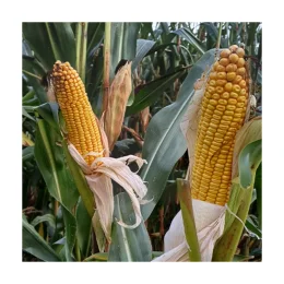 KUKURYDZA Jakleen