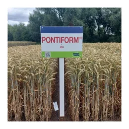 Pszenica ozima PONTIFORM C1 1 T