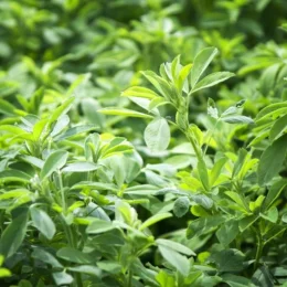 NOVOBAKT RHIZO Lucerna 0,45kg